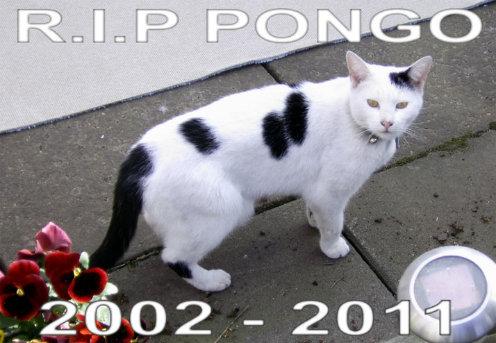 R.I.P Pongo