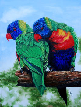 Rainbow Lorikeets