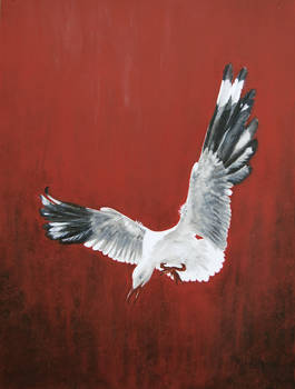 Silver Gull