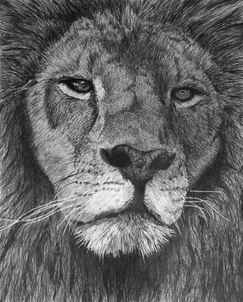 Lion of Judah drawing by rshaw7 on DeviantArt.
