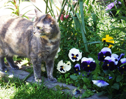 Lottie in the garden