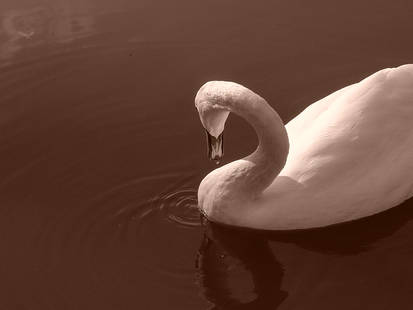 Shy Swan