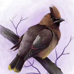 WaxWing