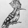 Hoopoe