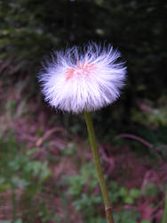 dandelion