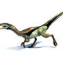 comsognathus