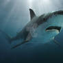 carcharodon shark