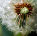 dandelion clock 8 by ks-photo