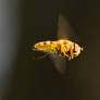 Hoverfly