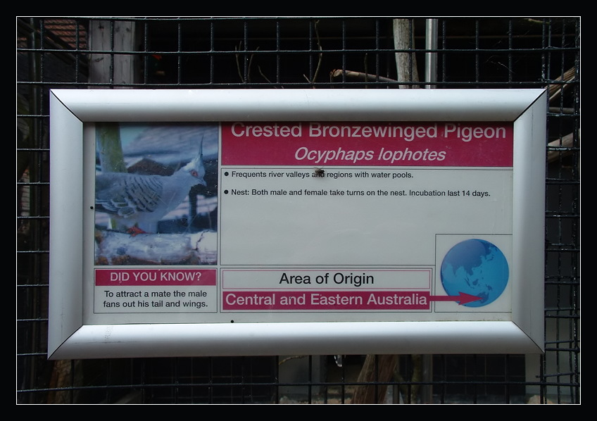 Pigeons in a Zoo