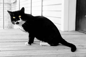 black and white cat