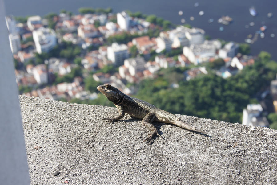 Brazilian Lizard by swissian on DeviantArt