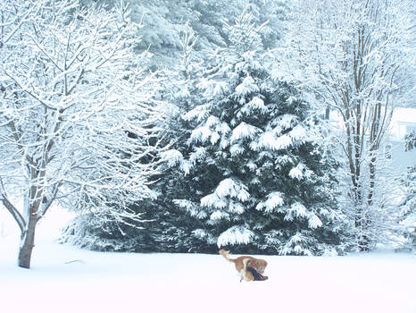 Dogs playing in the snow