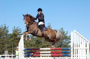 Showjumping