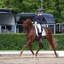 Dressage