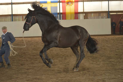 Lusitano Stallion