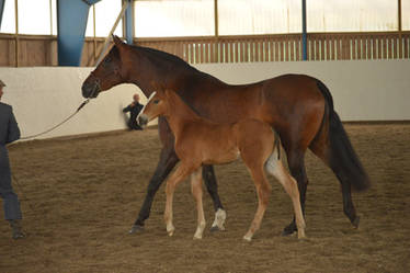 Lusitanos