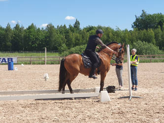 Working Equitation