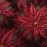 Poinsettia