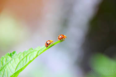 Small Flower and Animals