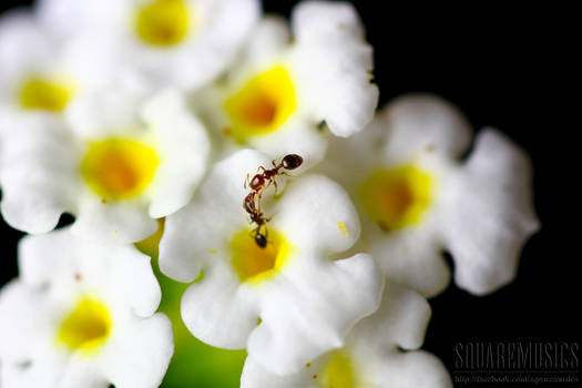 Flower and Ants