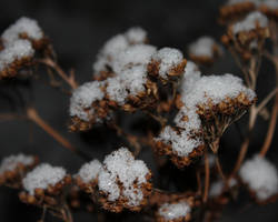 Snow Flowers