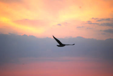 Seagull Flying by alain-angela