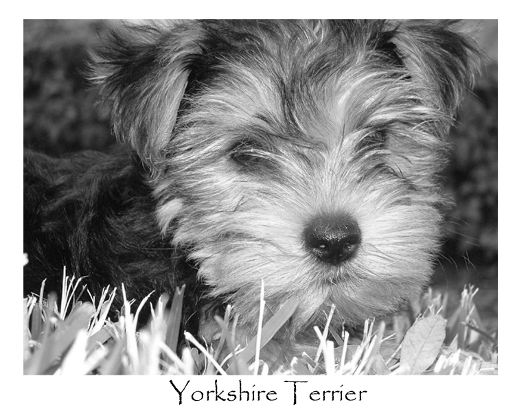 Yorkshire Pup