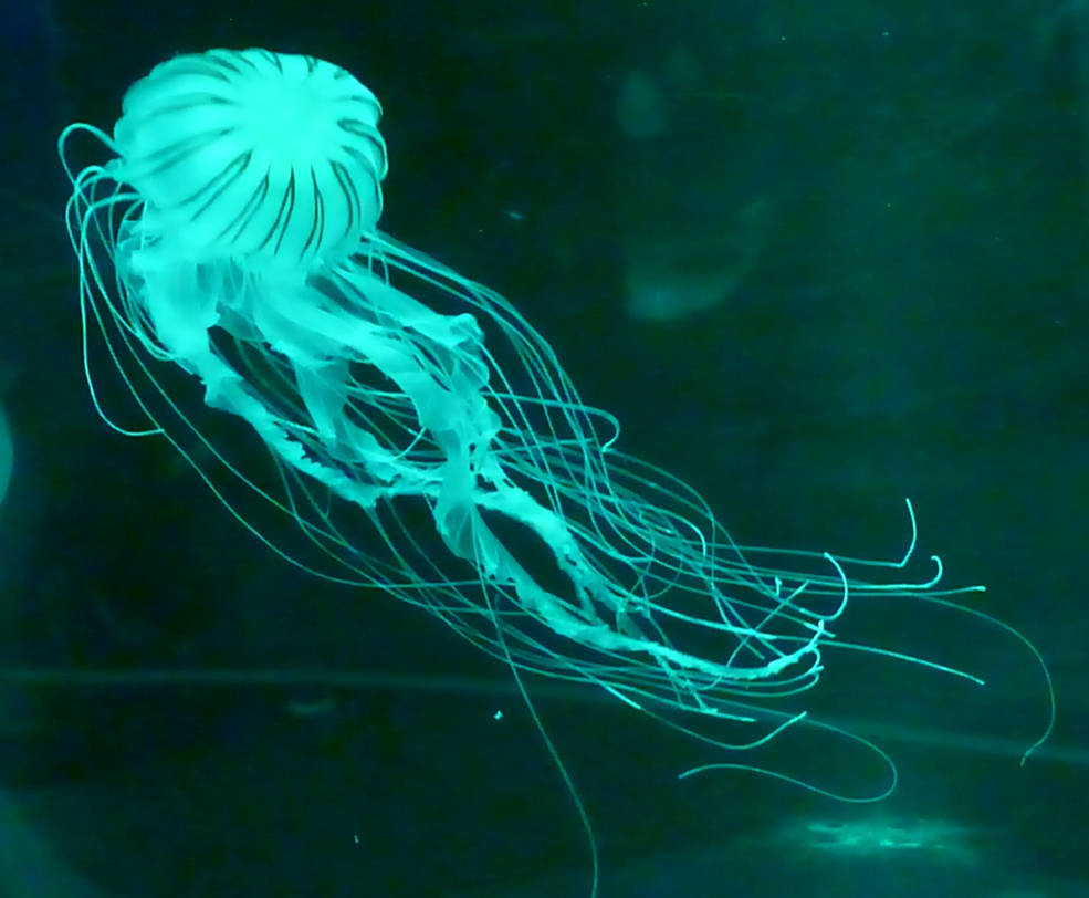 jellyfish by cacharoth