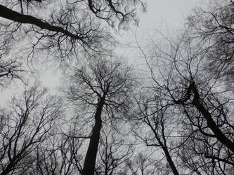 dark trees by cacharoth