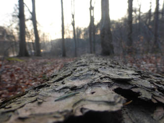 rough bark by cacharoth
