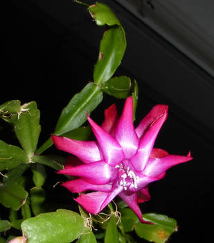 cactus bloom by cacharoth