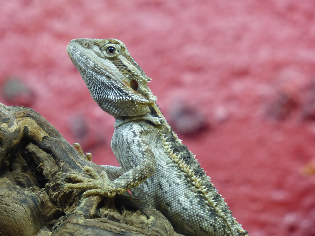 little bearded dragon by cacharoth little bearded dragon by cacharoth