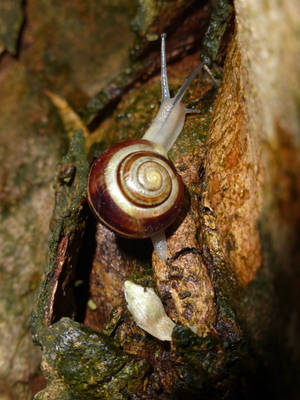 little snail by cacharoth