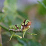 green caterpillar