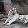 white tiger