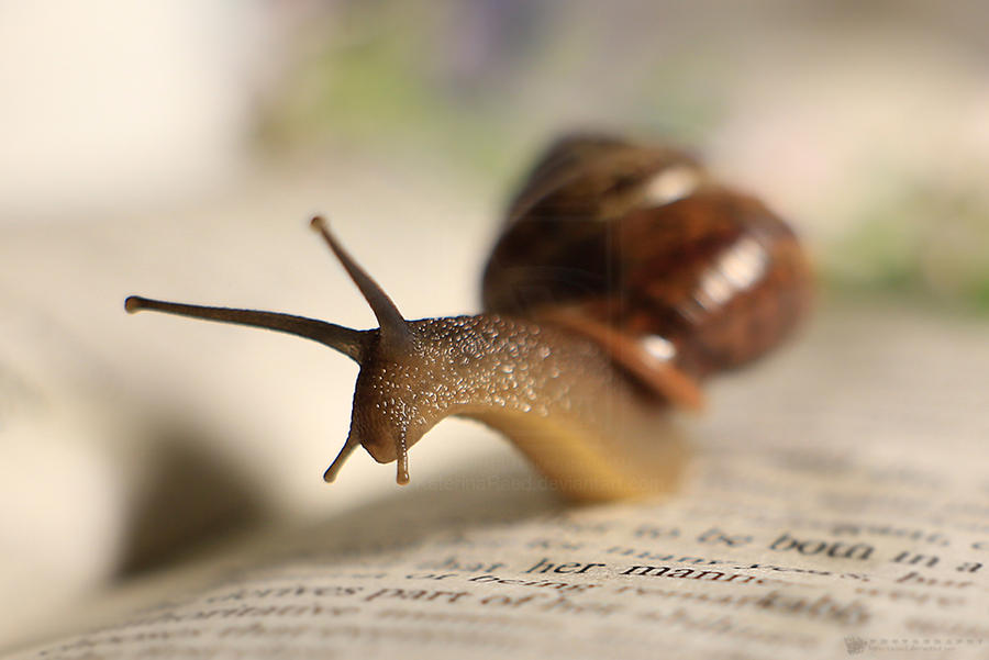 Book Snail