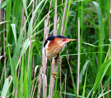 Least Bittern