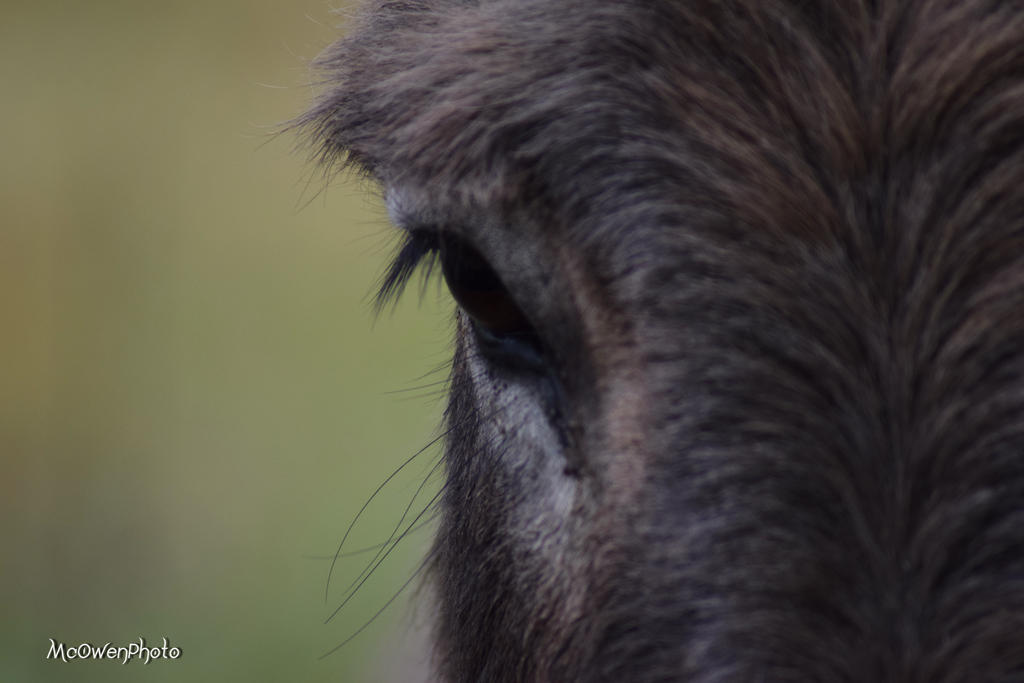 The Eye of the Donkey