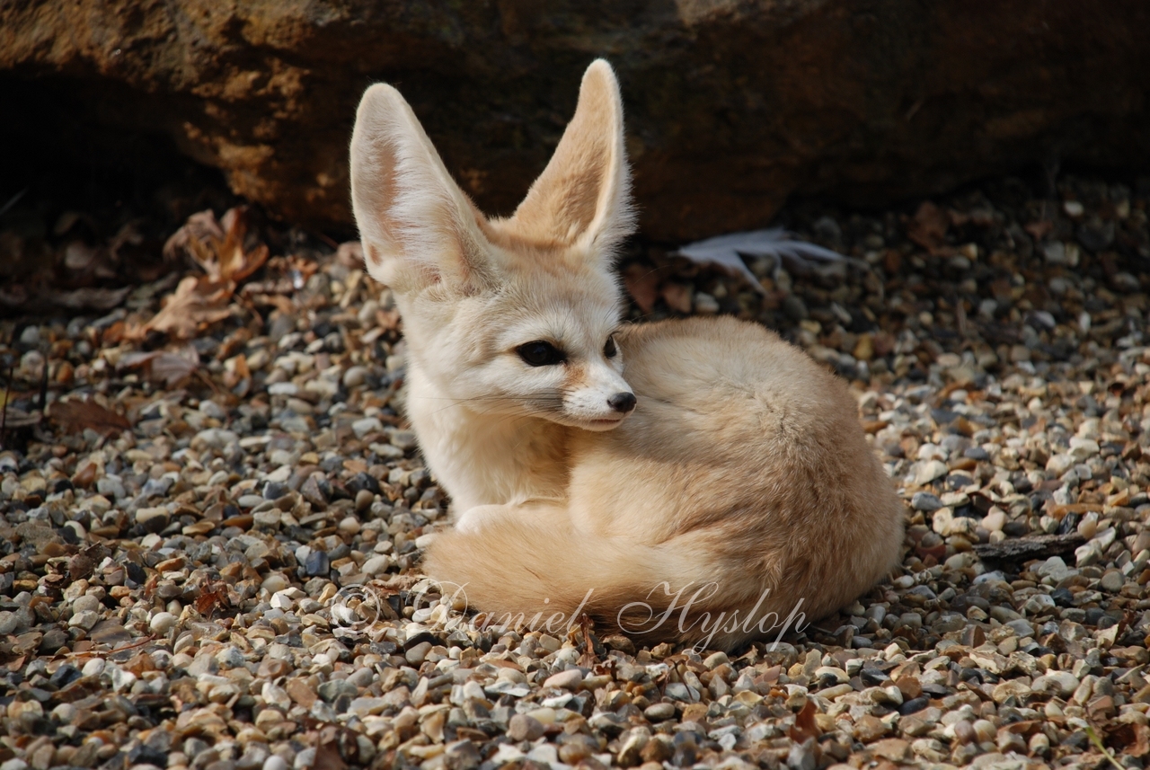 Big Ears. by Rabid-Coot on DeviantArt Big Ears. by Rabid-Coot on DeviantArt