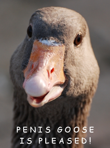 Penis Goose.