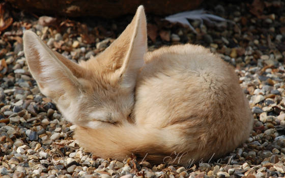 Sleeping Fennec.