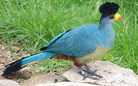 Great Blue Turaco.