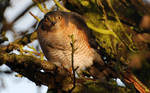 A Morning Visitor. by Rabid-Coot