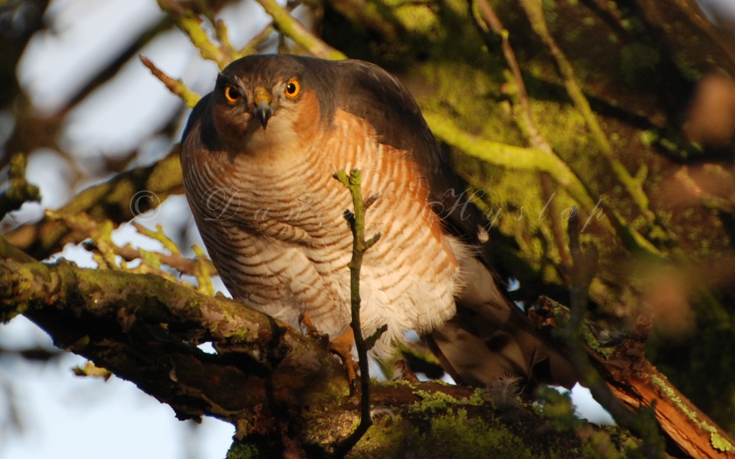 A Morning Visitor.