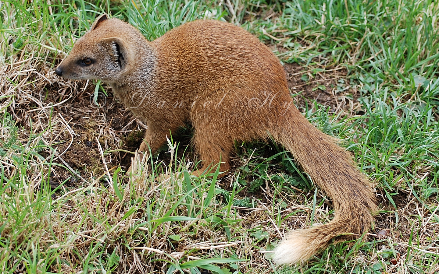 Mini Mongoose.