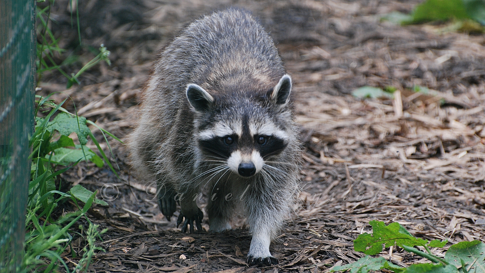 Rambling Raccoon. by Rabid-Coot on DeviantArt