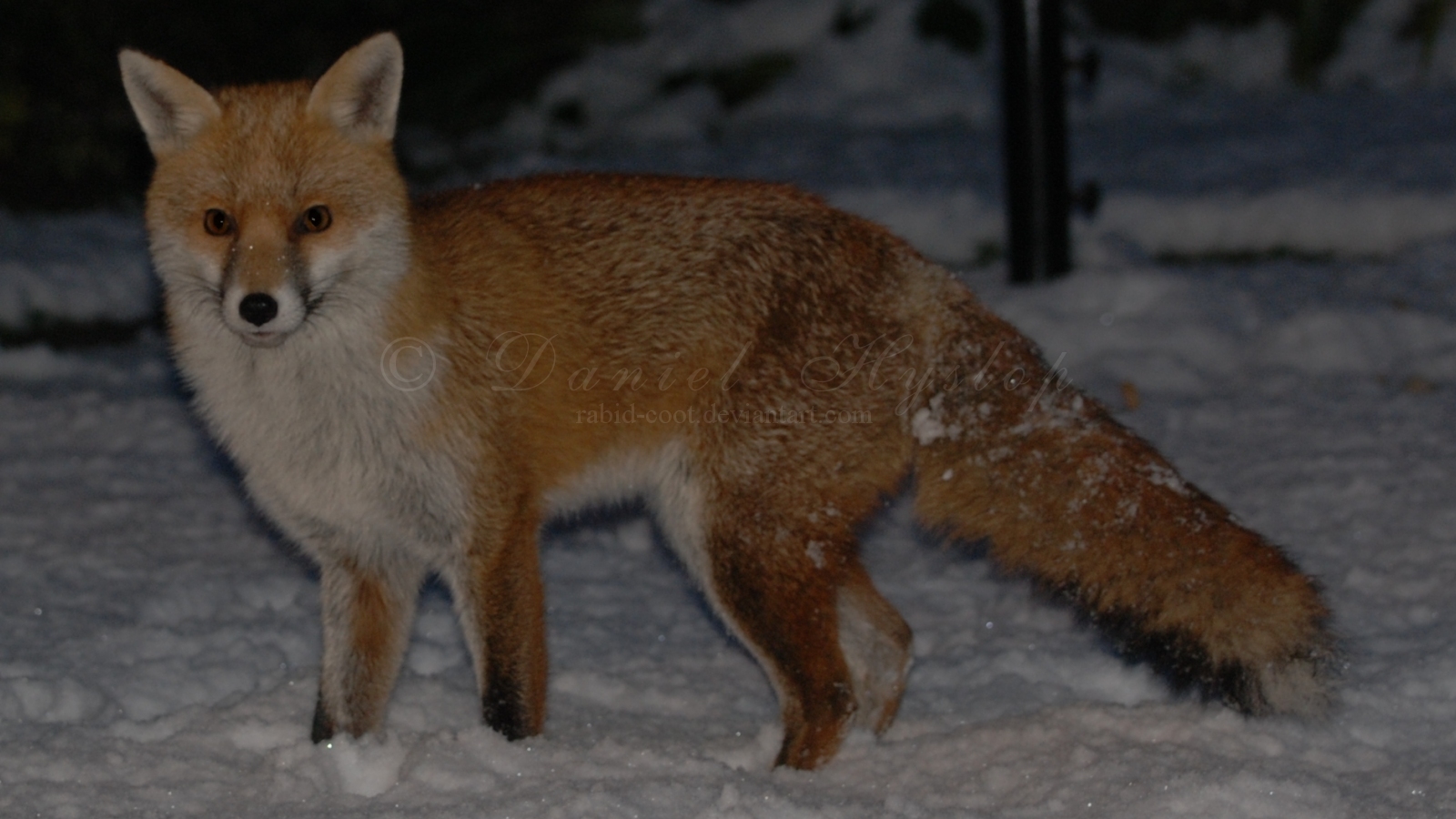 Snow Fox Adventures.