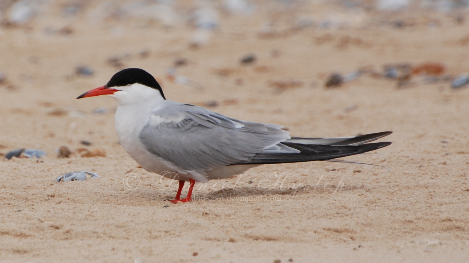 Common Tern.