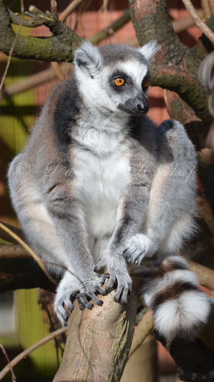 Stump-tailed Lemur.